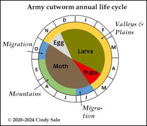 Circular diagram of a calendar year showing life stage (larva, pupa, moth, egg) and location (valleys & plains, migration, mountains).